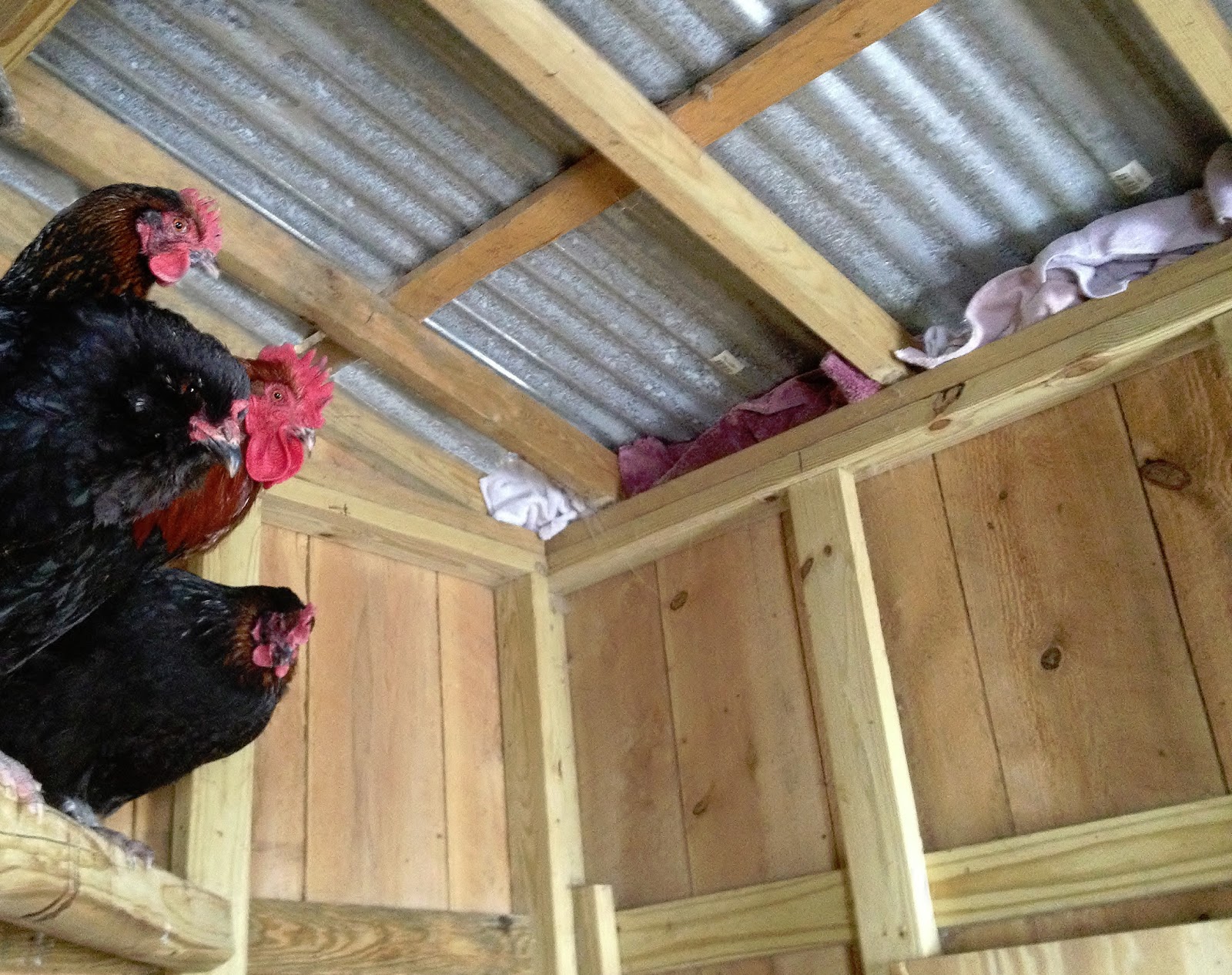 Blocking drafts in the chicken coop (just for winter) - Murano